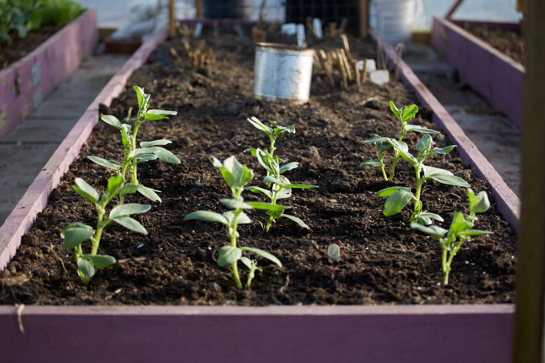 Raised garden bed filled with topsoil